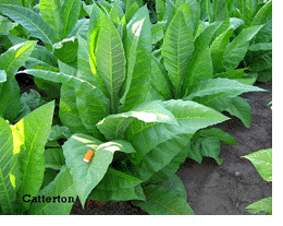 Catterton Tobacco