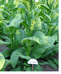 Cherry Red tobacco plant