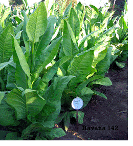 Cuban Havana 142 tobacco plants