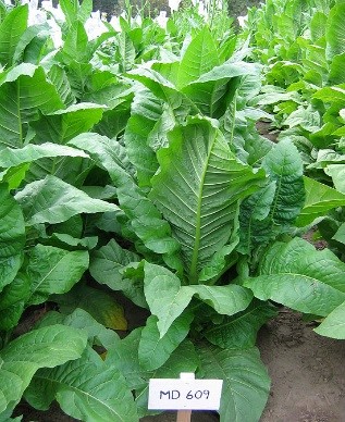 Maryland Tobacco