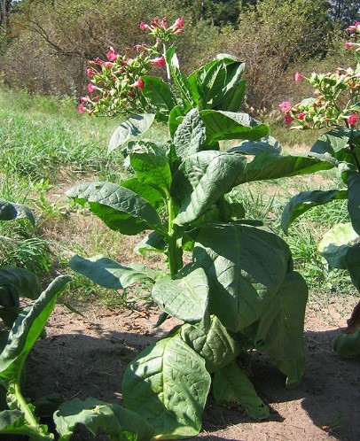 Russian Red tobacco plants