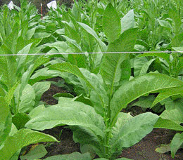 Shirey tobacco plants