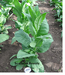 Southern Beauty Tobacco