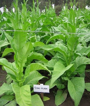 Stag Horn tobacco plants
