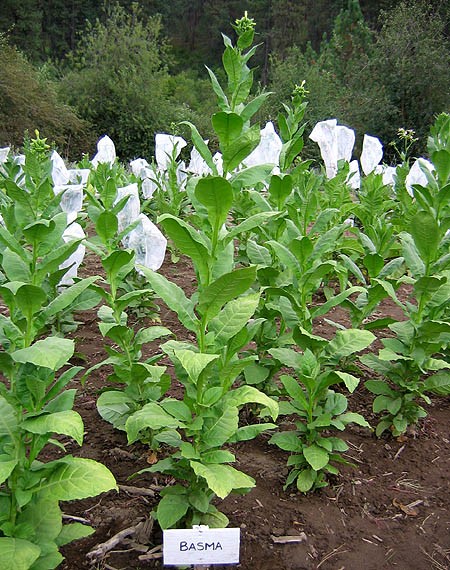 Turkish Basma Tobacco