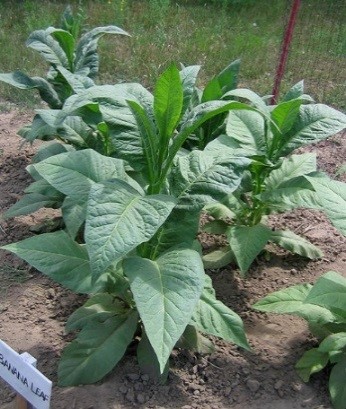 Banana Leaf Tobacco plant standing proudly.