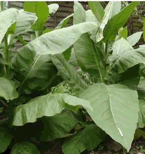 Virginian Gold tobacco plant