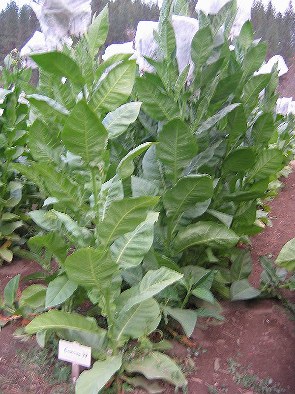 Corojo tobacco plants