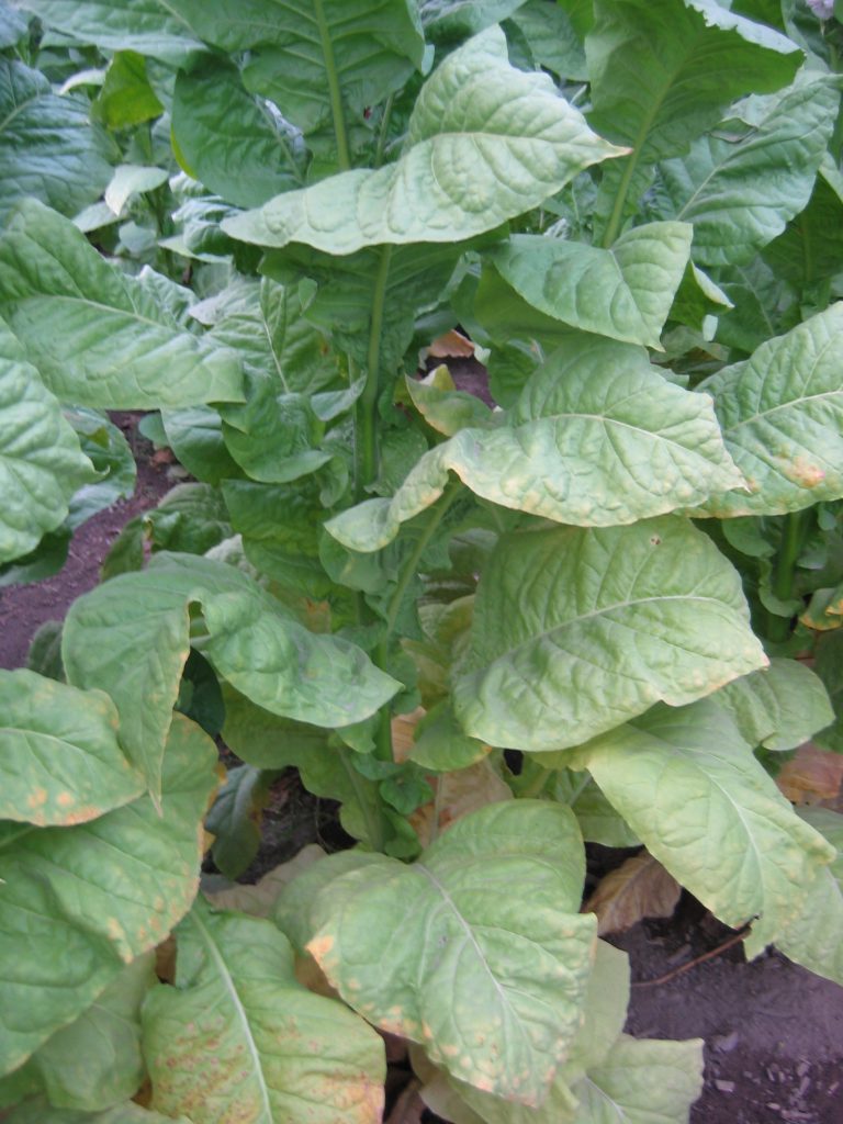 NC 95 tobacco plants